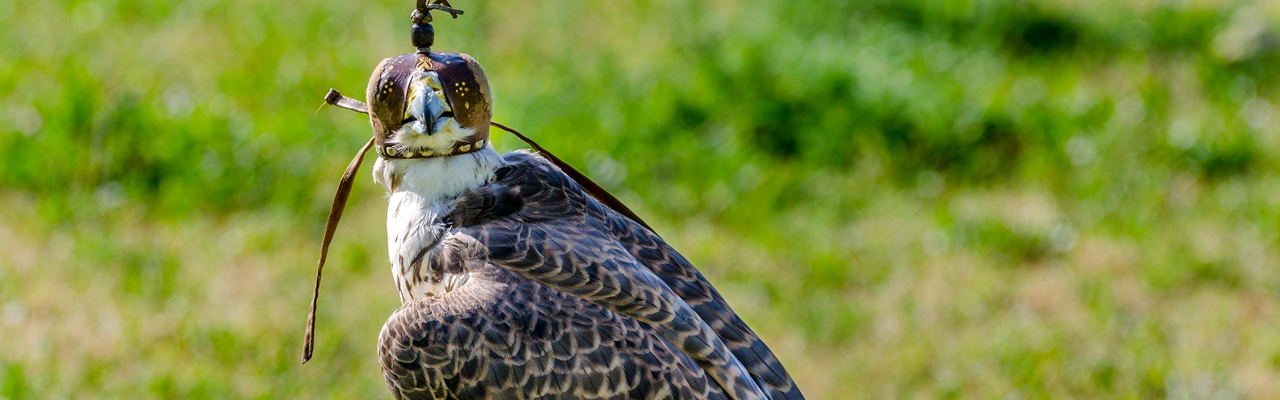 Falconry Bird Control