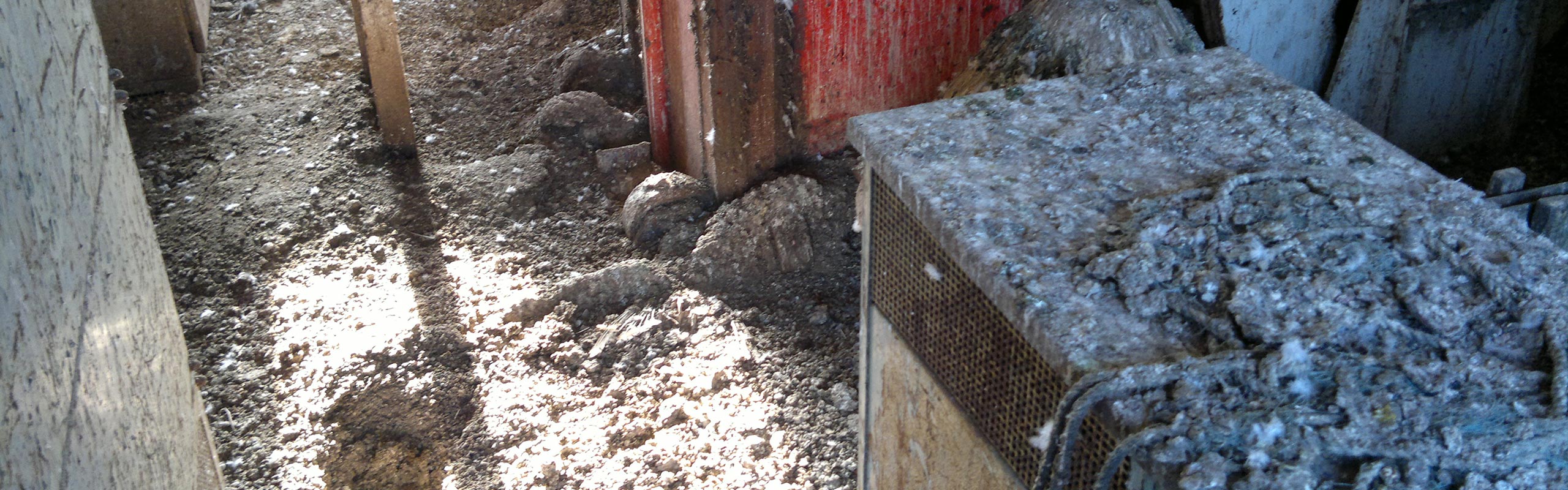 Pigeon Guano Removal