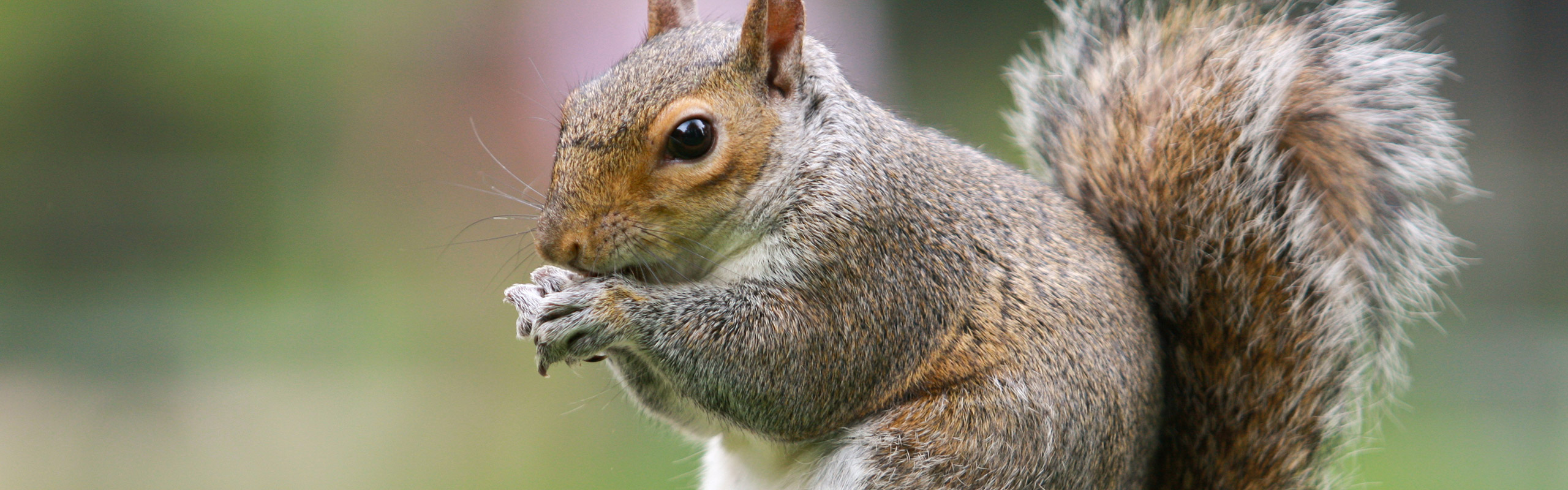 Squirrel Control